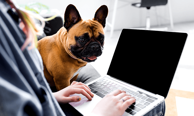 dog work from home